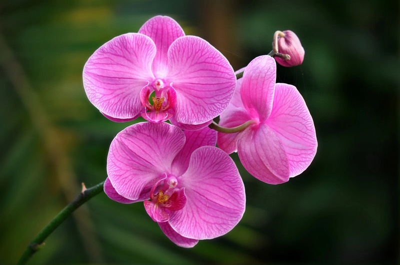 цветки орхидеи