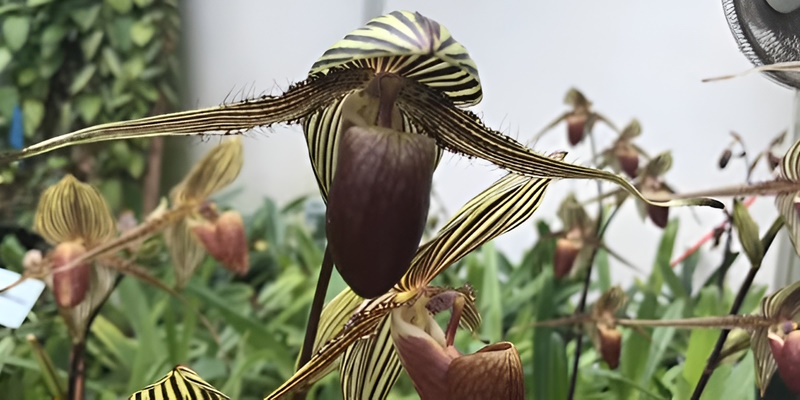 Орхидея Пафиопедилум Ротшильда