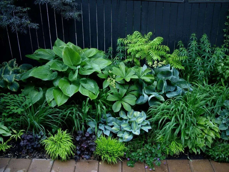 растения в тени сада