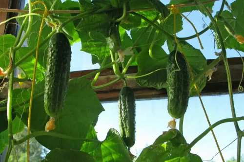 выращивание огурцов на балконе и лоджии