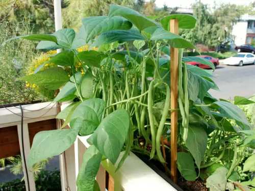 выращивание овощной фасоли на балконе и лоджии