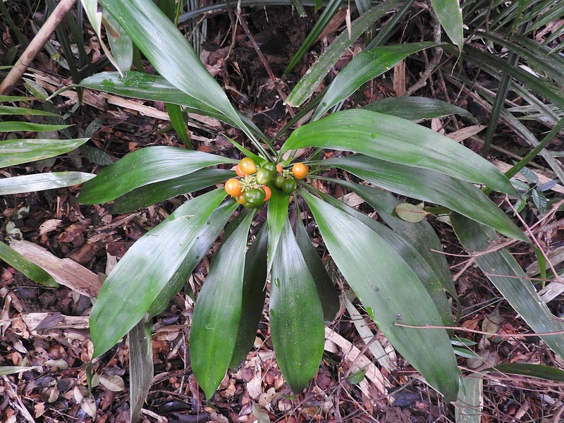 Dracaena terniflora с плодами