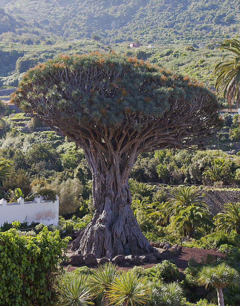 Драконовое дерево на острове Тенерифе