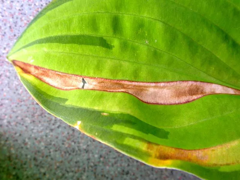 листовая нематода на хосте