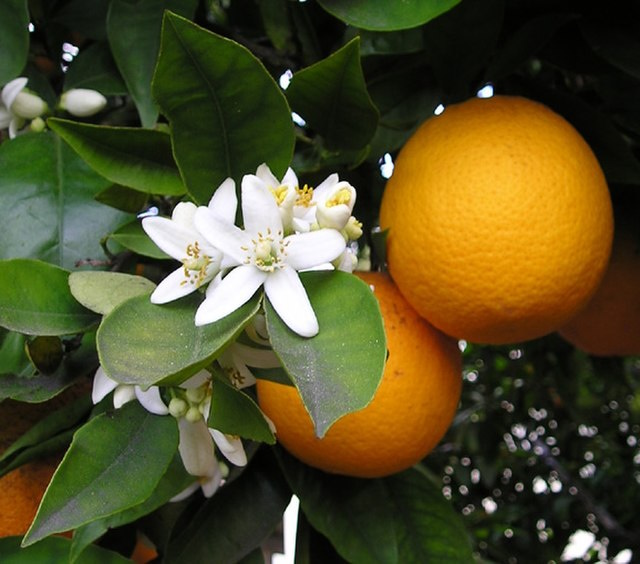 Цветки и плоды апельсина