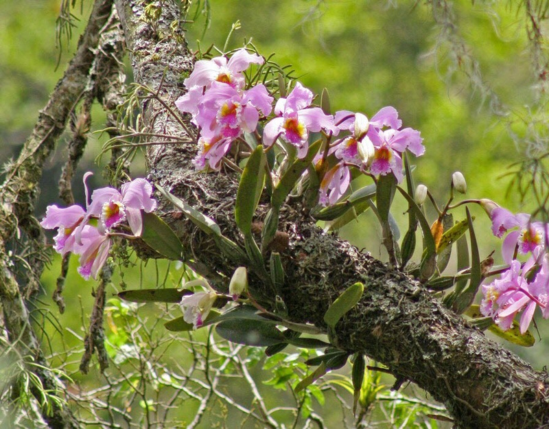 дикая орхидея