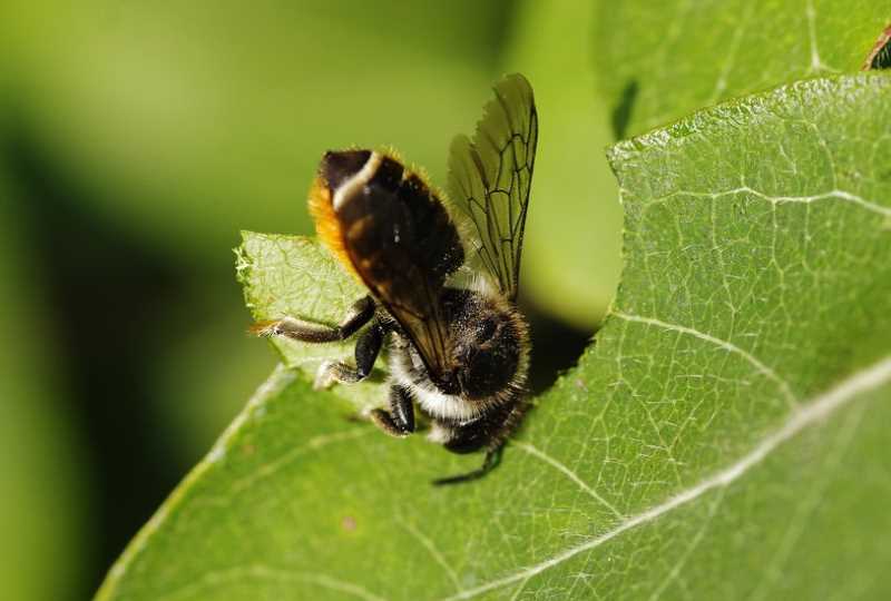 Повреждение листа пчелой-листорезом
