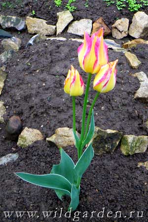 многоцветковый тюльпан