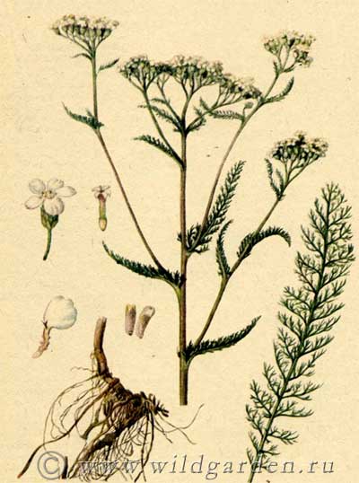 тысячелистник обыкновенный, achillea millefolium