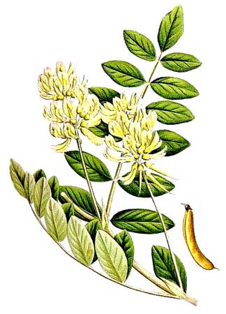 Астрагал шерстистоцветковый, astragalus dasyanthus