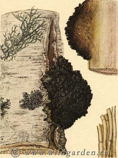 betula verrucosa, береза бородавчатая