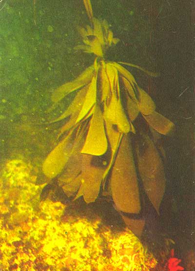 ламинария японская, морская капуста, laminaria japonic