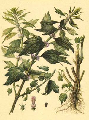 пустырник пятилопастный, leonursus quinquelobatus