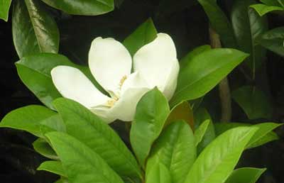 магнолия крупноцветковая, magnolia grandiflora