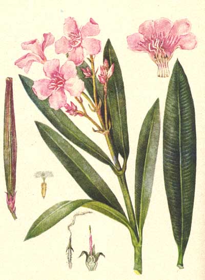 олеандр обыкновенный, nerium oleander