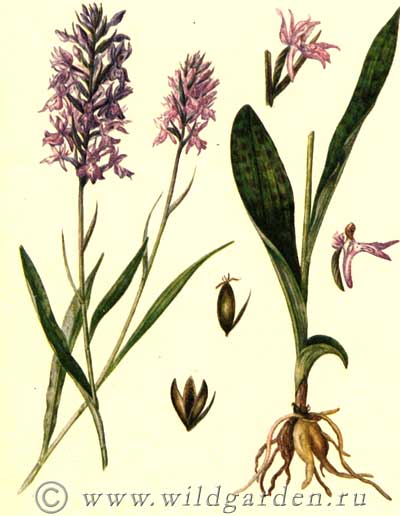 Ятрышник пятнистый, салеп, кукушкины слезки, orchis maculata