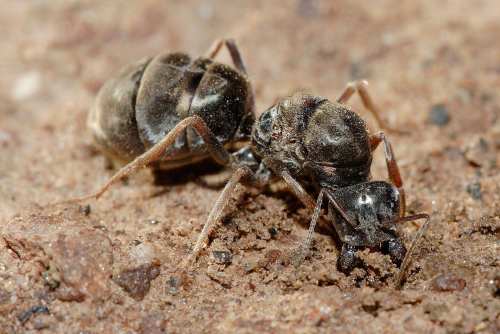 муравьиная матка