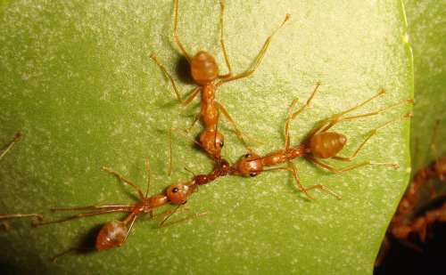 Муравьи-ткачи сообща убивают красного муравья