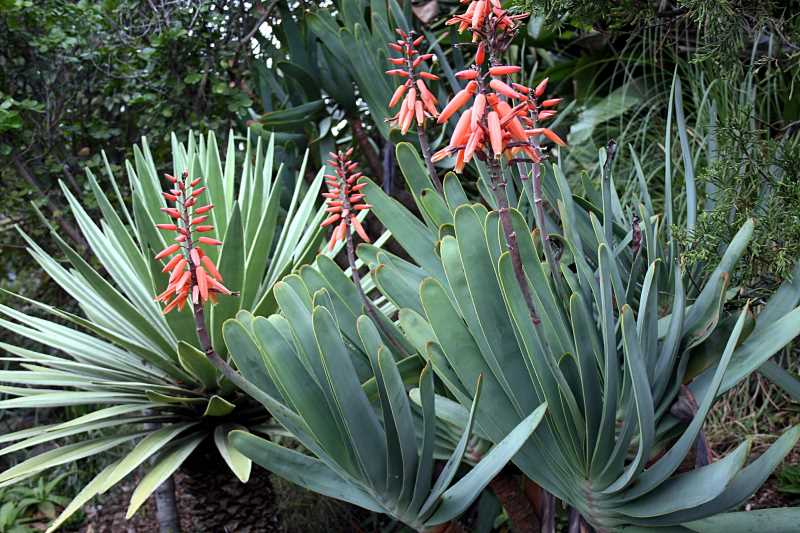 Алоэ складчатое — Aloe plicatilis (L.) Mill.