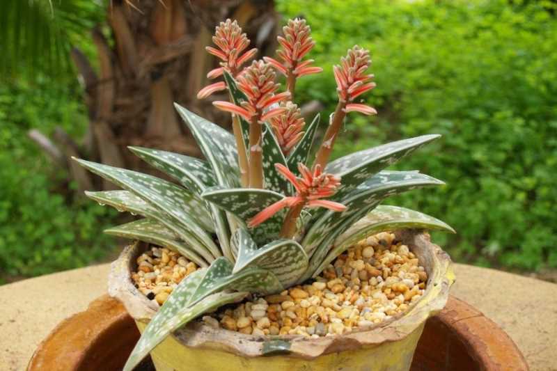 Алоэ пестрое — Aloe variegata L.