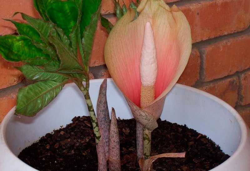 Аморфофаллюс луковиценосный — Amorphophallus bulbifer Blume.