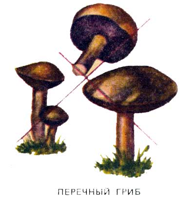 перечный гриб
