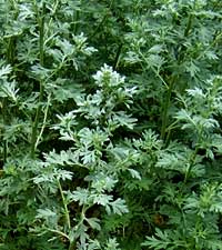 полынь горькая, Artemisia absinthium