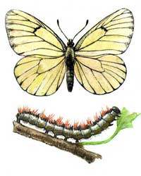 боярышница - бабочка и гусеница