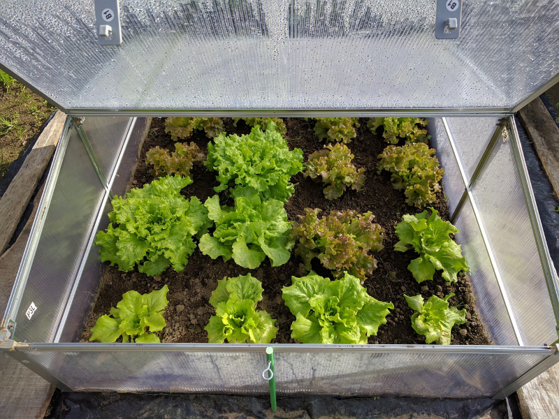 Выращивание салата в теплице