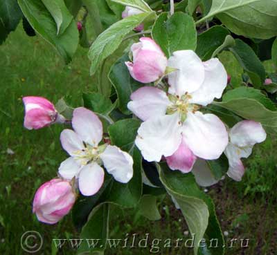 розовые цветки яблони