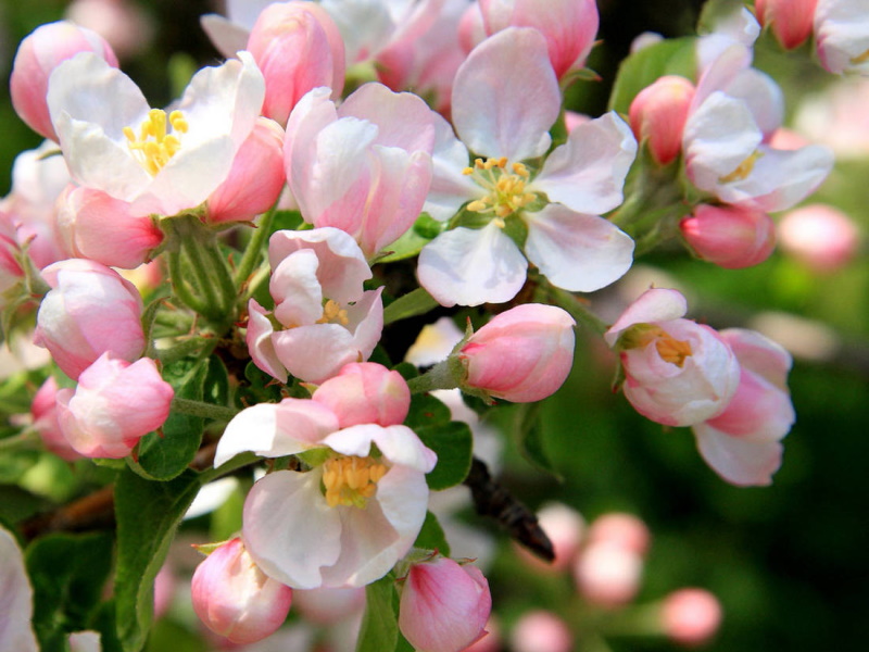 цветение яблони Жигулевское