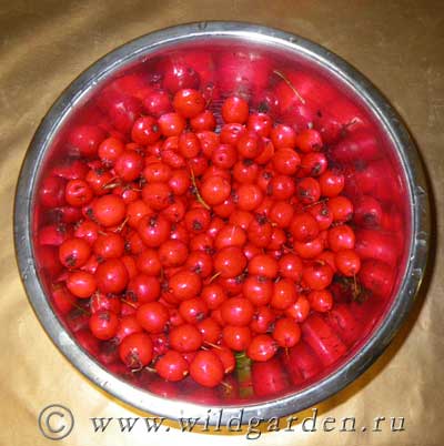 ягоды боярышник кроваво-красного