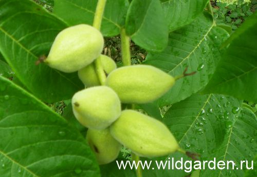 зеленые плоды манчжурского ореха