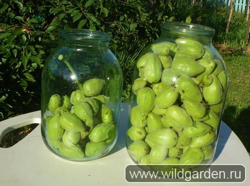 зеленые манчжурские орехи в июне, сбор плодов